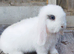 Minilop bunnies