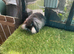 Seal point mini lion lop baby rabbit boy