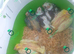 Hand reared baby cockatiels available