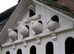 Pure white genuine white garden doves