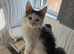 STUNNING TICA REGISTERED MAINE COON KITTENS