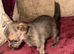Chihuahua puppies