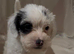 JACKAPOO PUPPYS