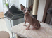 Male Sphynx Pied kittens for sale