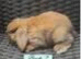 Beautiful Mini Lop baby’s looking for a new .