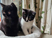 British shorthair pedigree kittens rare colours