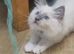 GCCF TICA beautiful Kittens Active