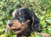 Gorgeous Minature Wire Haired Dachshund