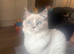 My beautiful ragdoll kitten Loki