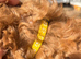 Cavapoo F1b
