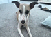 Whippet pups for sale