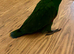 Eclectus Parrot