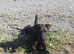 Patterdale bitch 6 months old