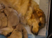 Golden retriever puppy's