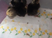 Week old chicks