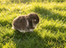 Mini lops ready to reserve