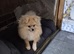 Pomeranian female 7 months old ready now