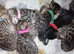 Pure pedigree bengal kittens
