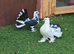 Selling health Indian fantail pigeons £50 each