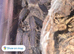 Tarantulas for sale