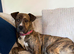 Looking for Her Forever Home ️ – A Heartbreaking Decision for Our Much-Loved Girl