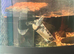 Cooter turtle