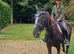 16.1 hh Warmblood Gelding
