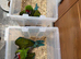Selling baby handreared military macaw