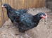 Two young pure breed Black orpington cockerels