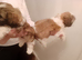 Shih Tzu puppies