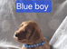 Cockerpoo puppies for sale