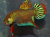 Betta Fighting & non Fighting fish The cultivated splendens fighters and rarer species of Betta that do live together without the ripped fins.