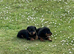 Rottweiler puppies looking for new jobs
