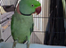 My parrot for sale woth cage