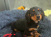 Long haired boy miniature dachshund