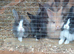 NEW & USED SINGLE & DOUBLE 3FT RABBIT HUTCHES FOR SALE