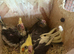 Hand-Reared Cockatiel Chicks – Taking Reservations Now!