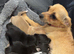 Chihuahua Puppies