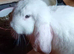 Stunning white giant french lop female 10 weeks old