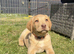 ONLY 1 LEFT Foxred X Golden Labrador puppies