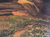 Longfin super red bristlenose