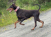 Adult Doberman