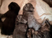 GCCF MAINE COON KITTENS