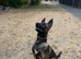 Belgium malinos puppy for rehoming 4 month old