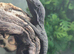 Black Tree Monitor at Birmingham Reptiles