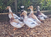 Trios Crested Miniature Appleyard Ducks aka Crested Bantam Ducks