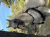 COMMANDER SULTAN FOR SALE Silk White Arabian Stallion