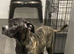 Presa Puppy For sale Female