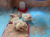 4 x 1 day old Golden Brahma chicks