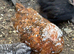 Beautiful milliefluer pekin pullets 16 -19 weeks old